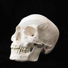 رومانسي بس منسي العب Human-skull--thumb3532403
