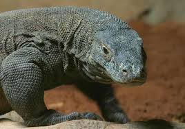 picture komodo dragons