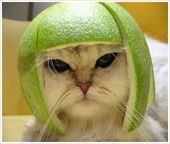 http://t3.gstatic.com/images?q=tbn:_XLHDYlQougQxM:http://moovik.com/m_pictures/thumbs/Funny-cat-with-orange-on-its-head.jpg