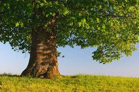 giving tree