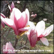 magnolia tree