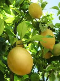 lemon tree photos