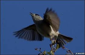 bird species pictures