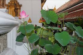 lotus nelumbo nucifera