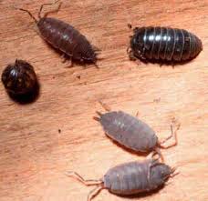 insect identification pictures