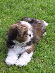 lhasa apso puppy