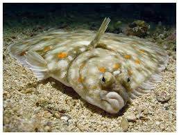 flounder