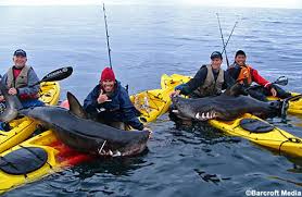 shark fishing pictures