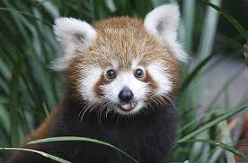 pemab-the-red-panda-at-taronga-zoo.jpg