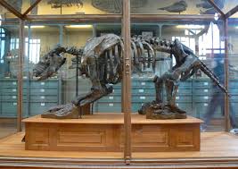 الديناصورات هل حقيقه ام خيال Dinosaur-fossil-scelidotherium_leptocephalum_side