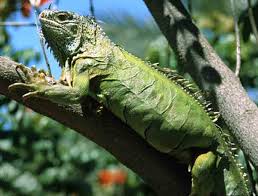 pictures of iguanas