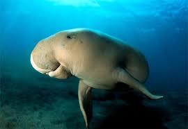 dugong