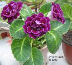 gloxinia