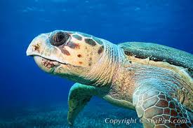 external image 003718-450-loggerhead-sea-turtle.jpg