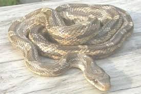 chicken snake photos