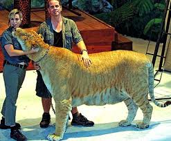lions tigers