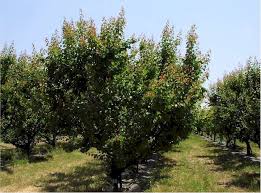 pictures apricot trees