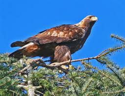 golden eagles bird