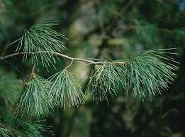 white pine pinus strobus