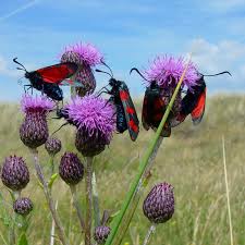 pictures of moths