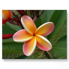 hawaiian flower plumeria