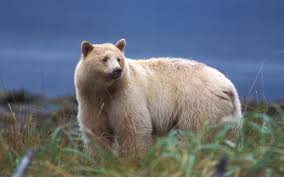 bear