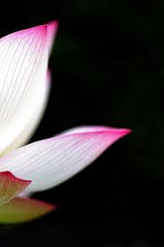 lotus flower petals
