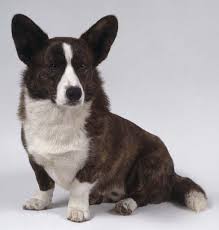 this is a cardigan corgi