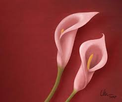 calla lily paintings