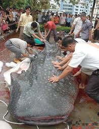 mekong giant catfish pictures