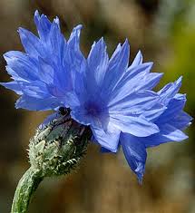 cornflower