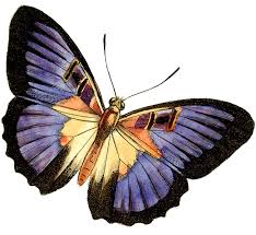 purple butterfly clip art