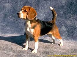 beagle hunting