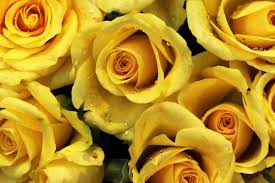 pictures yellow roses
