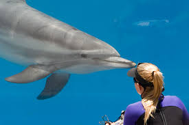 small dolphin pictures