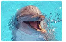 معلومة عن الدولفين Dolfin