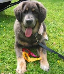Welcome to The Tibetan Mastiff
