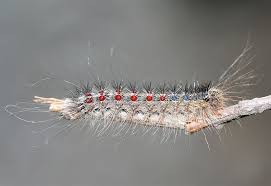 gypsy moth caterpillar pictures