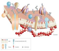 membrane