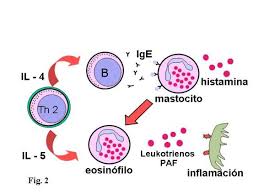 celula plasmatica