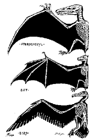 Drawings of wing anatomy