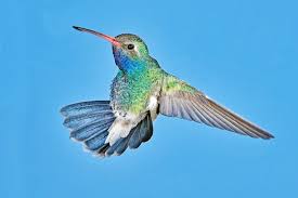 colorful hummingbirds