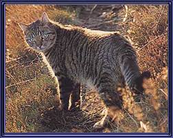 large cat breeds