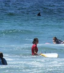 large shark pictures