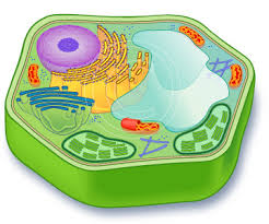 $$plant cell$