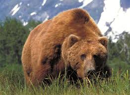 large bear pictures