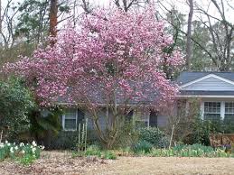 pictures tulip trees