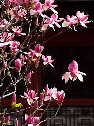 chinese magnolia trees