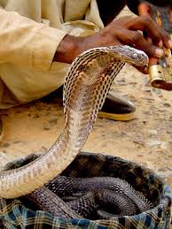 snakes images