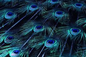 peacock backgrounds